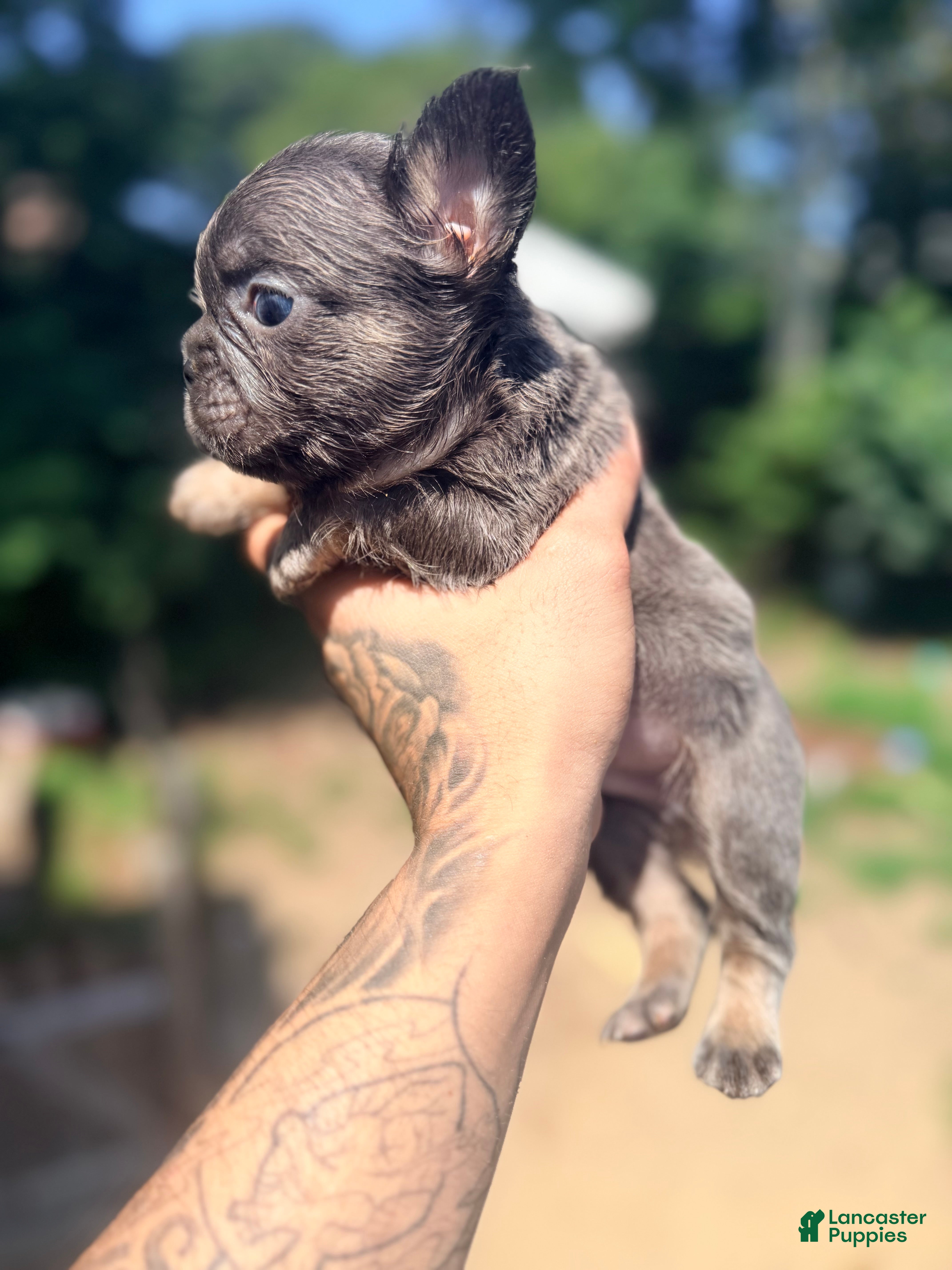 French Bulldog dogs Lux  - Ad 41