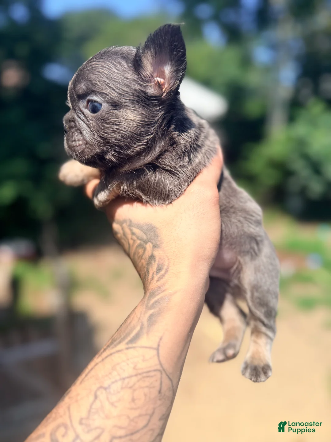 French Bulldog dogs for sale: Lux  - Ad 1