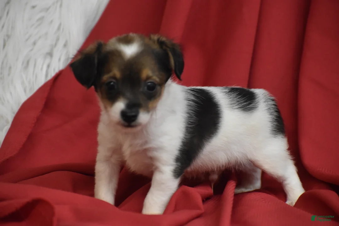 Yorkiepoo dogs for sale: Texas - Ad 1