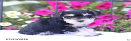 Miniature Schnauzer dogs for sale: Carrie - Ad 2