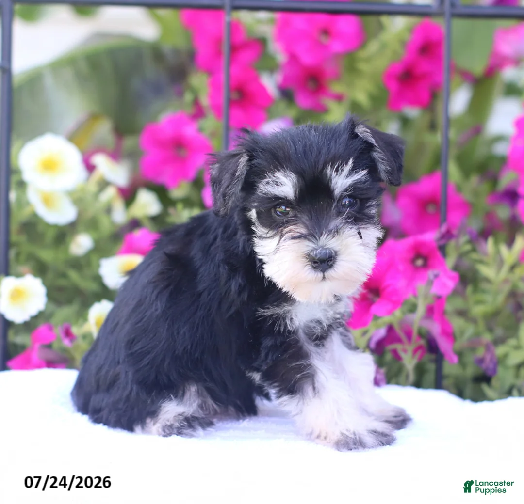 Miniature Schnauzer dogs for sale: Carrie - Ad 2