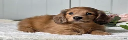Miniature Dachshund dogs for sale: Madelyn  - Ad 3