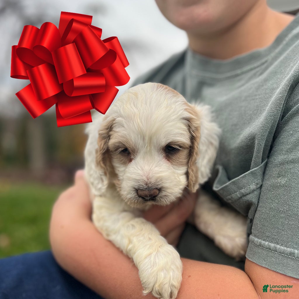 Cockapoo dogs Claus - Ad 30
