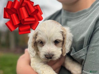 Cockapoo dogs Claus - Ad 35