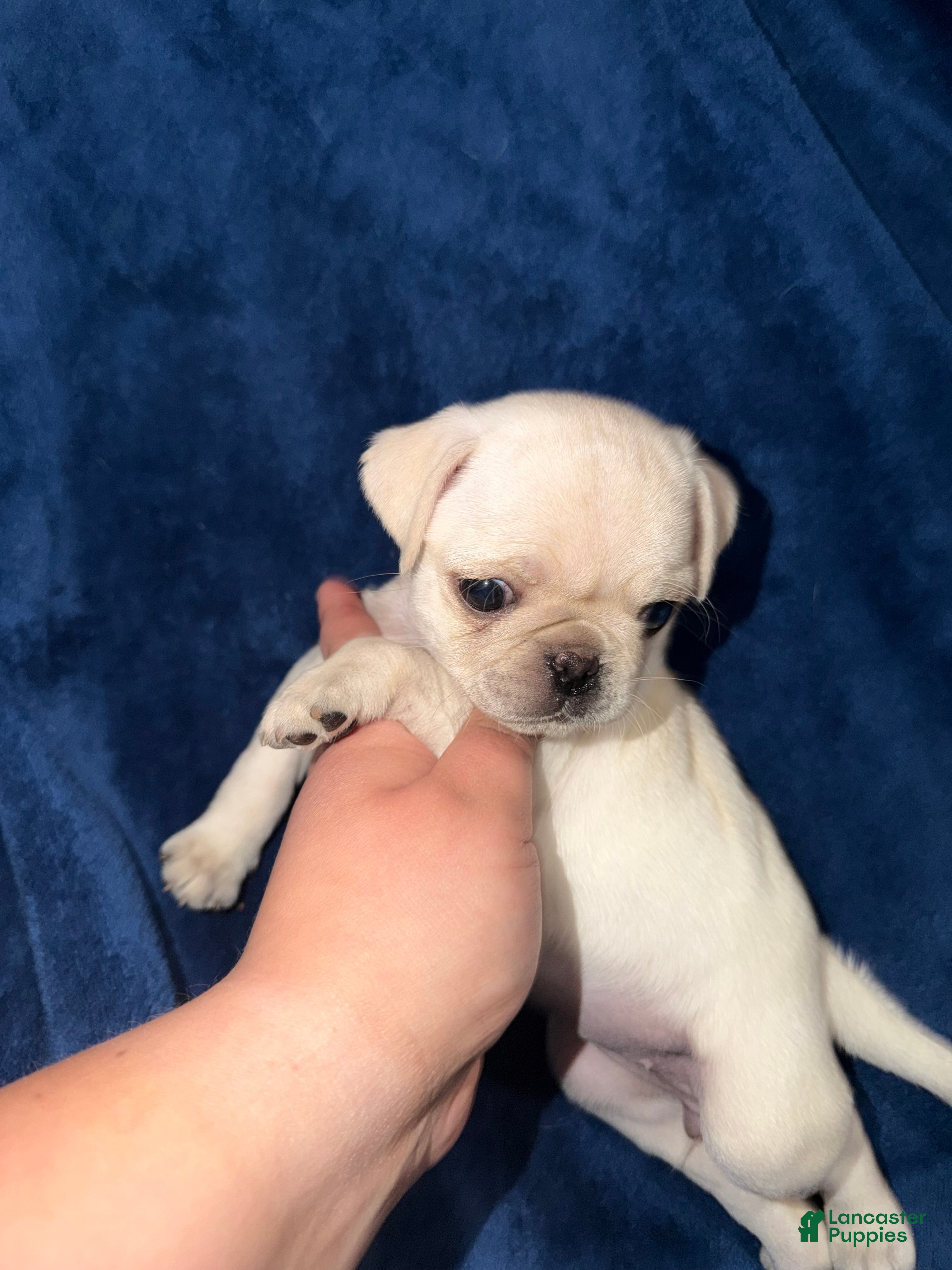 Pug dogs Mabel - Ad 20