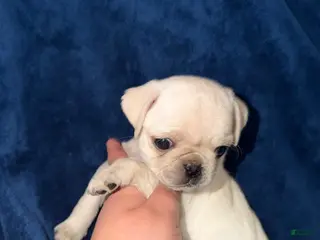 Pug dogs Mabel - Ad 19