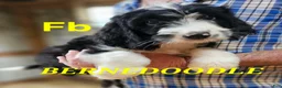 Bernedoodle dogs for sale: Bernedoodle  - Ad 9