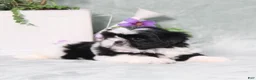 Shih Tzu dogs for sale: Polecat - Ad 4