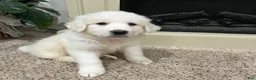 Great Pyrenees dogs for sale: Great Pyrenees 1 - Ad 3