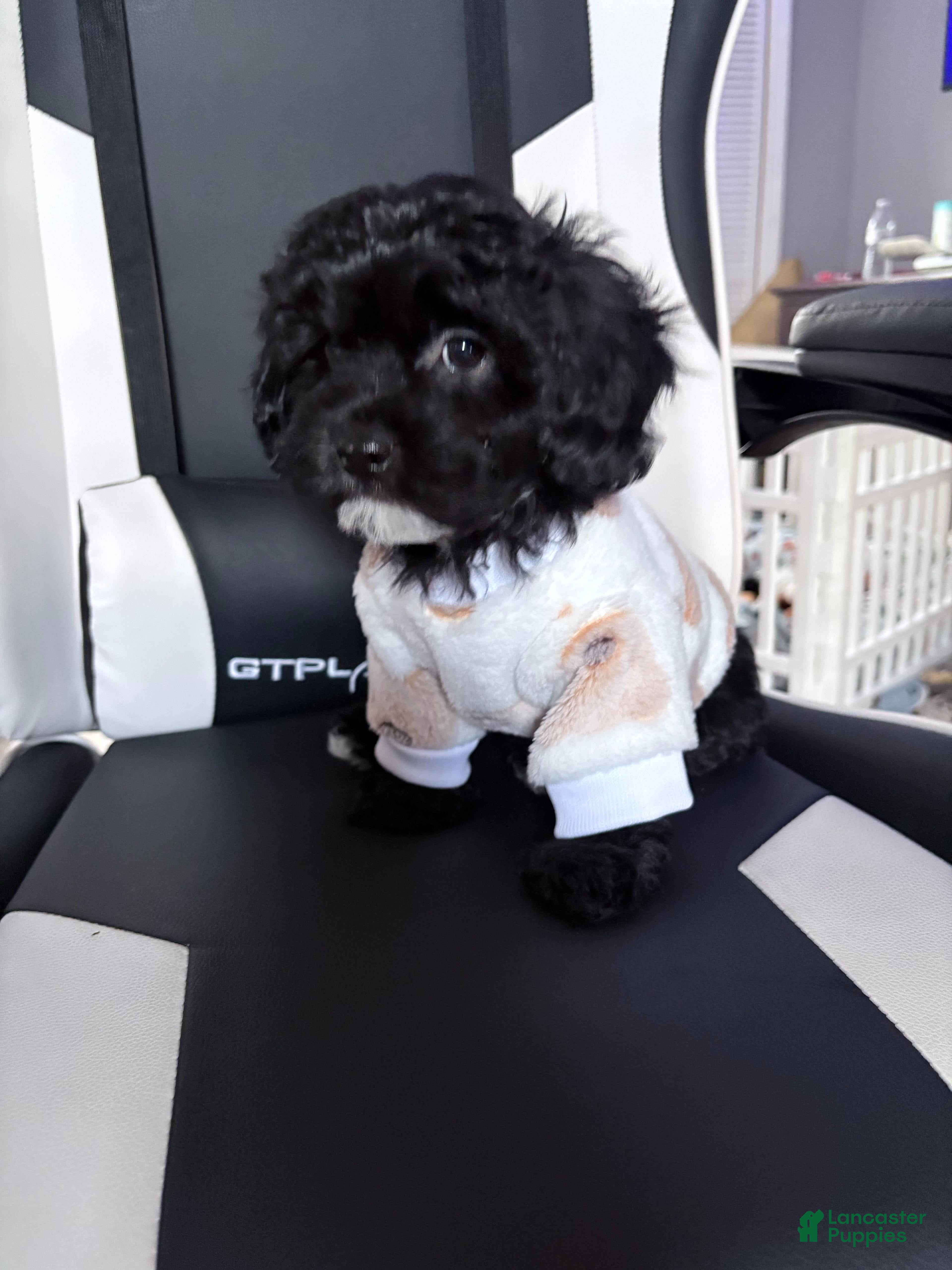 Mixed Breed dogs Noir  - Ad 2