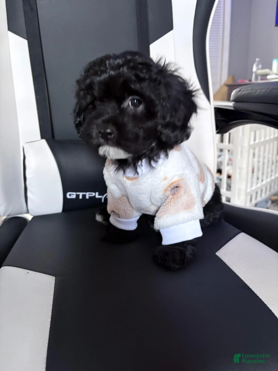 Mixed Breed dogs for sale: Noir  - Ad 2