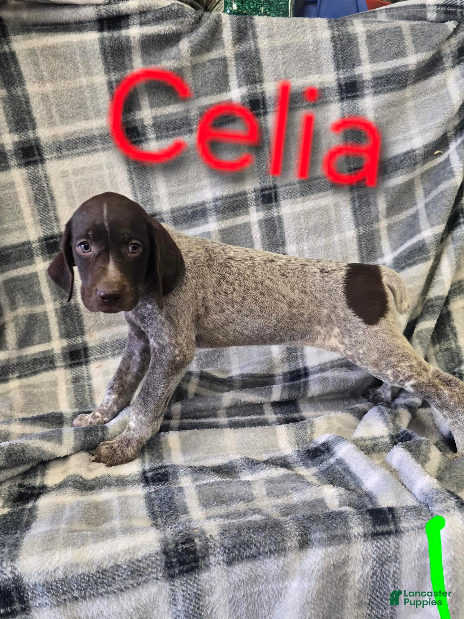 Mixed Breed dogs CELIA - Ad 18