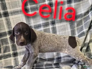 Mixed Breed dogs CELIA - Ad 18
