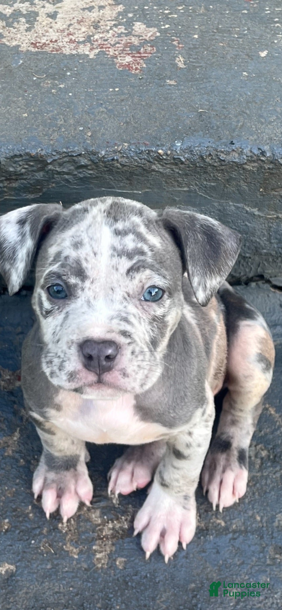 American Bully dogs American Bully 4 - Ad 37
