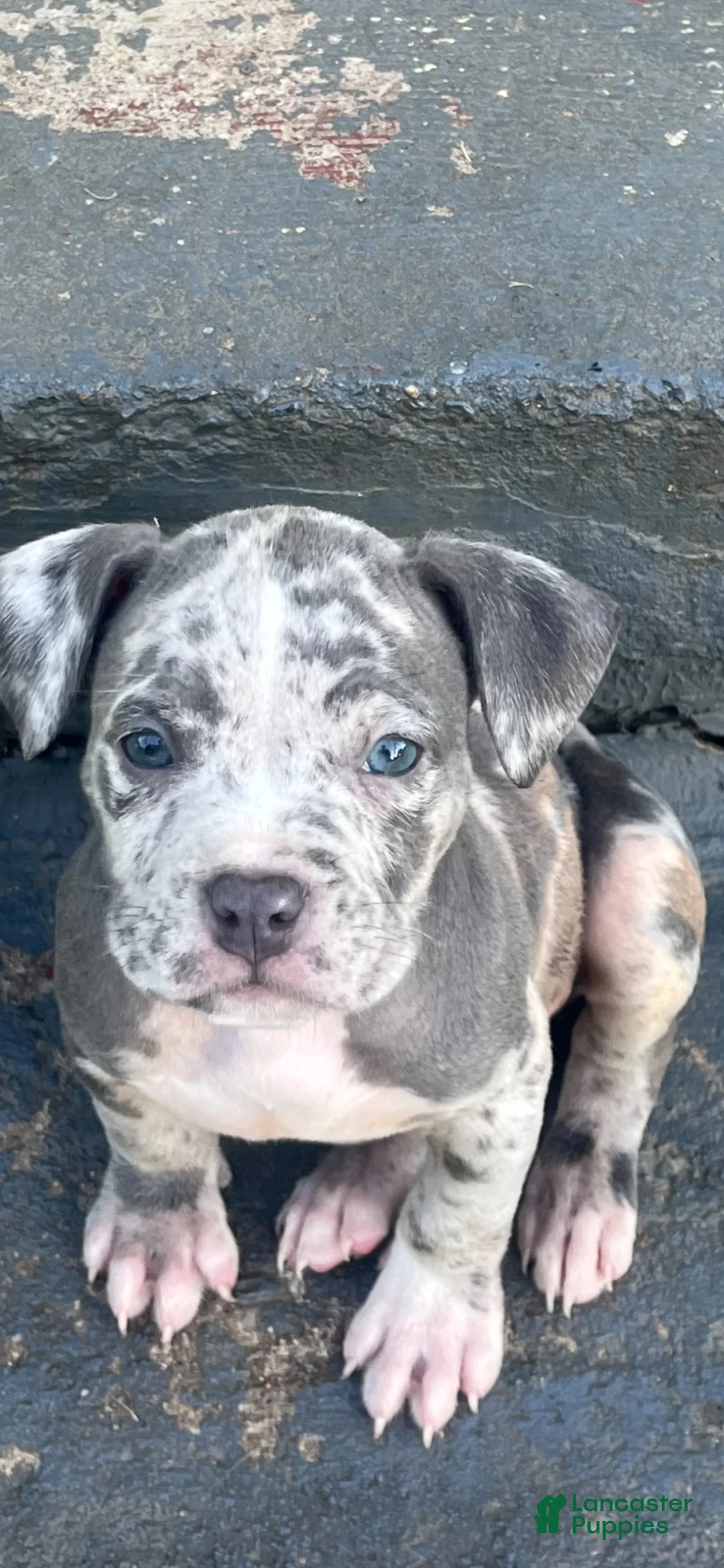 American Bully dogs for sale: American Bully 4 - Ad 1