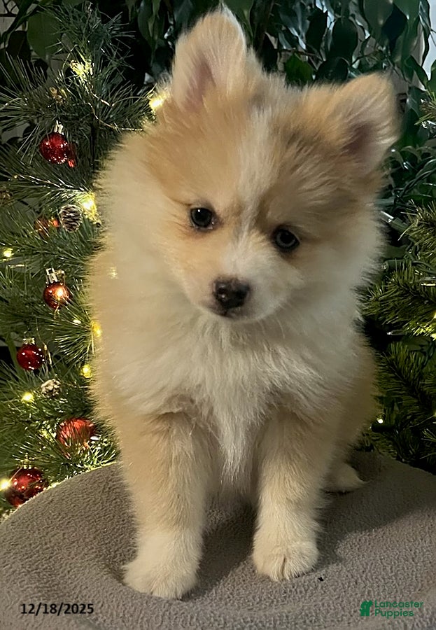 Pomsky dogs Holly - Ad 2