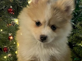 Pomsky dogs Holly - Ad 1