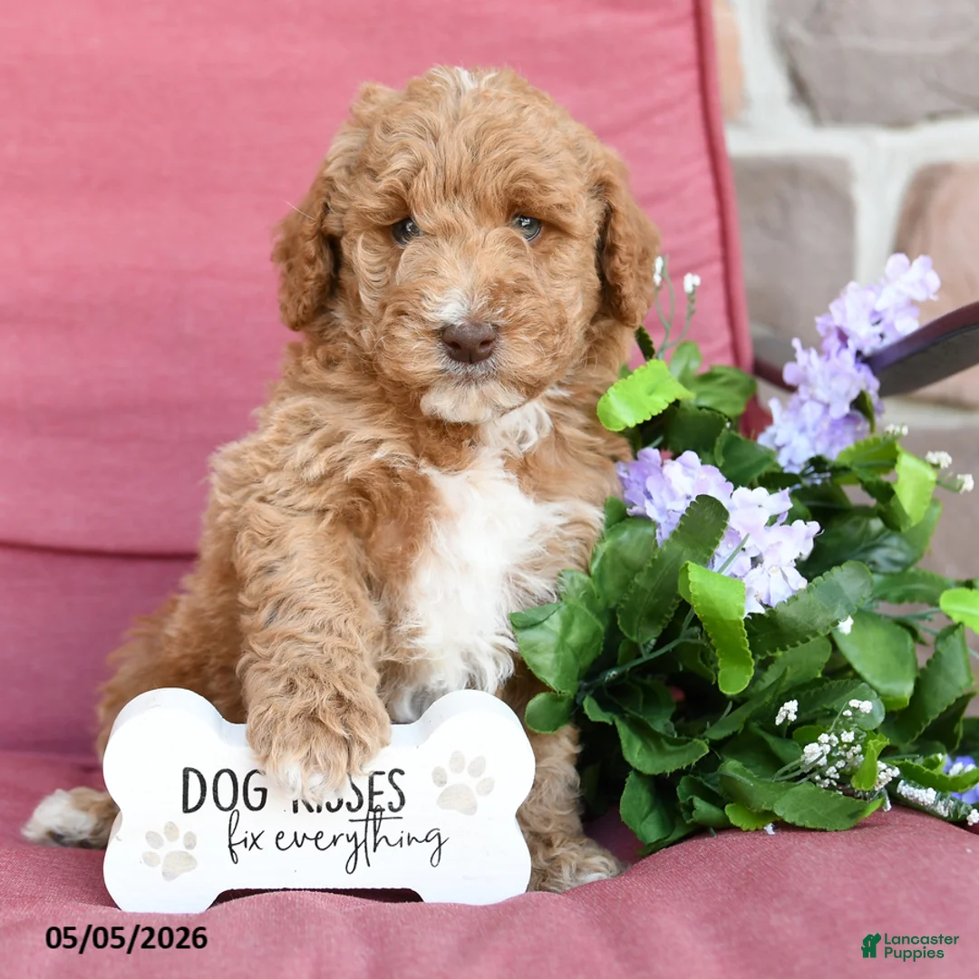 Miniature Poodle dogs for sale: Logan - Ad 2