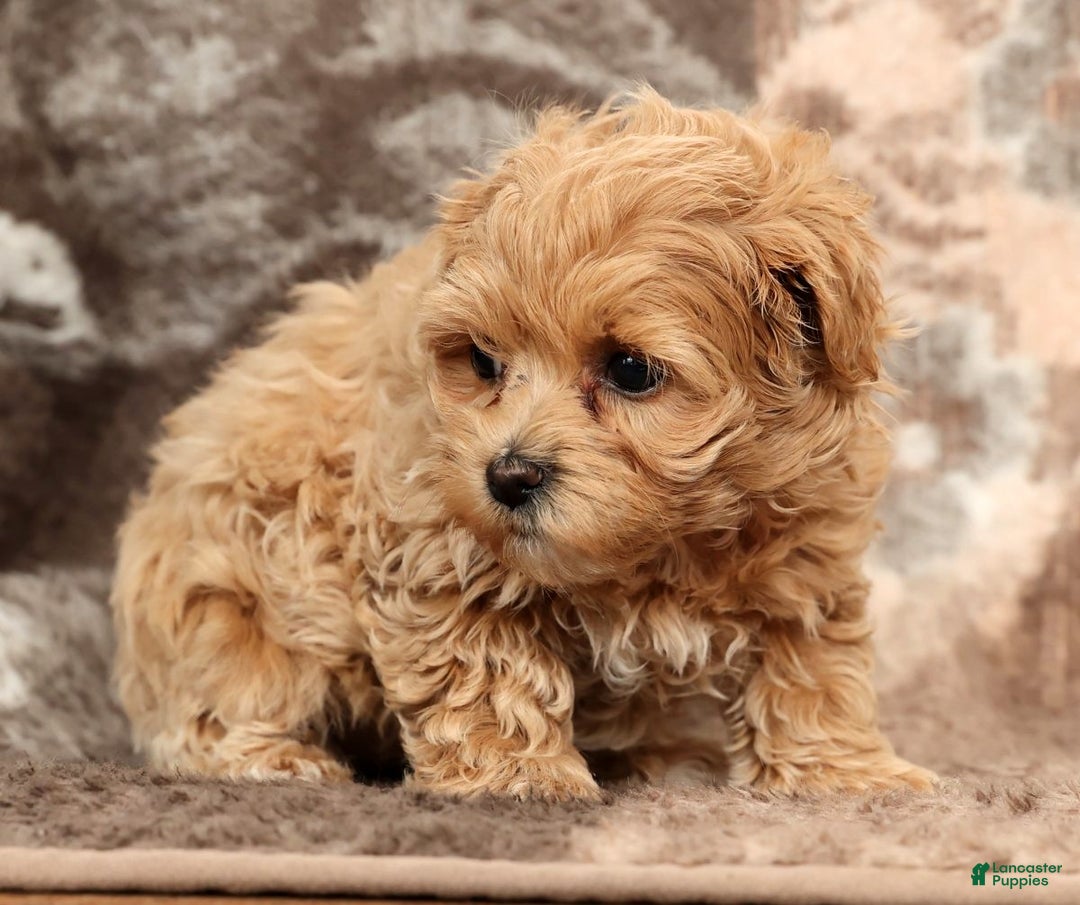 Maltipoo dogs for sale: Bella - Ad 6
