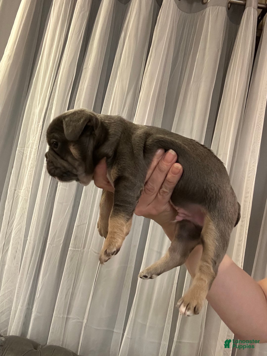 French Bulldog dogs for sale: Armani - Ad 3