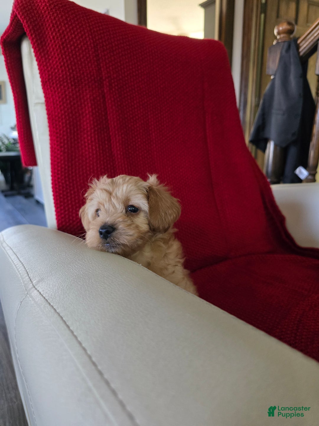 Mini Goldendoodle dogs for sale: Mini Goldendoodle Puppy 1 - Ad 4