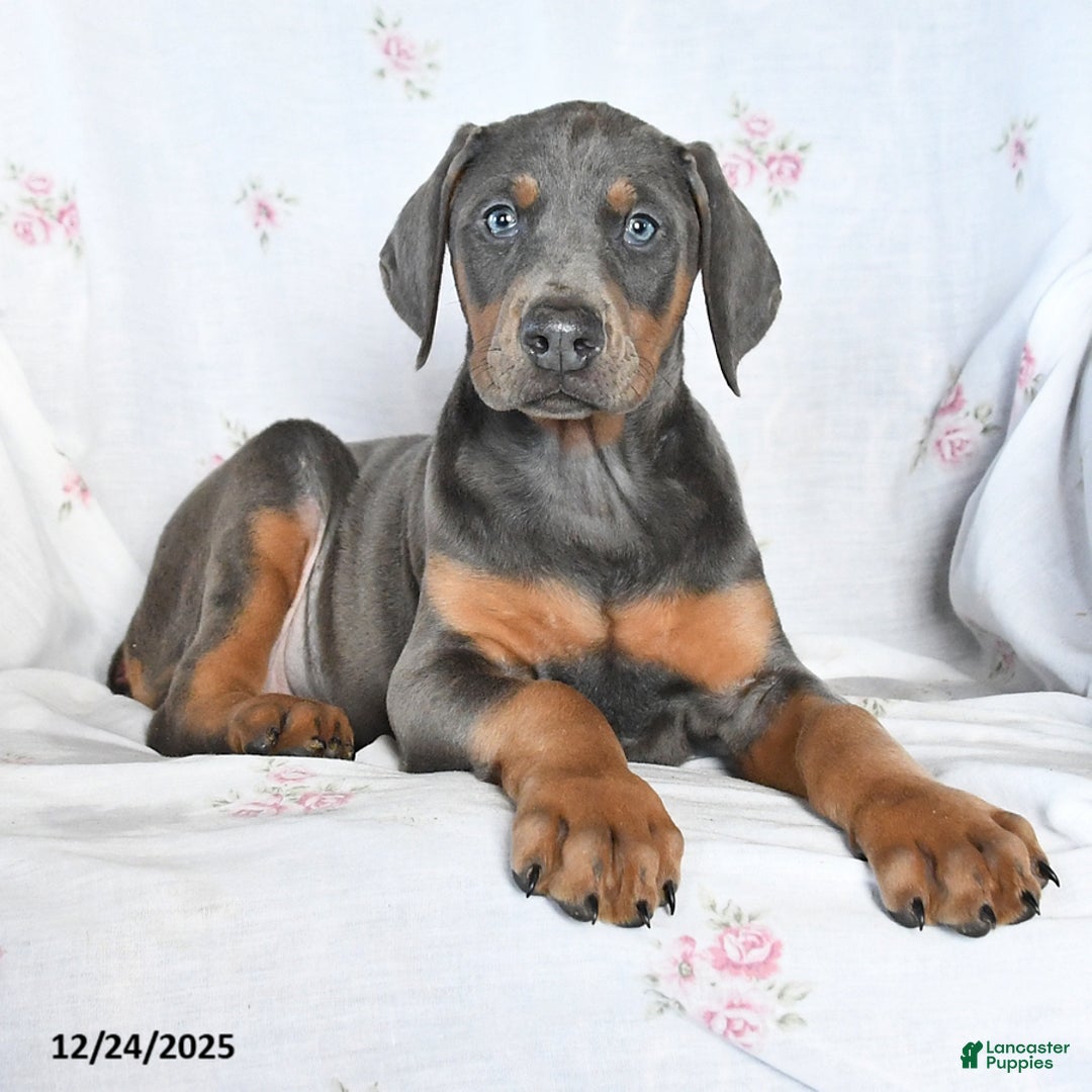 Doberman Pinscher dogs for sale: Suzie - Ad 3