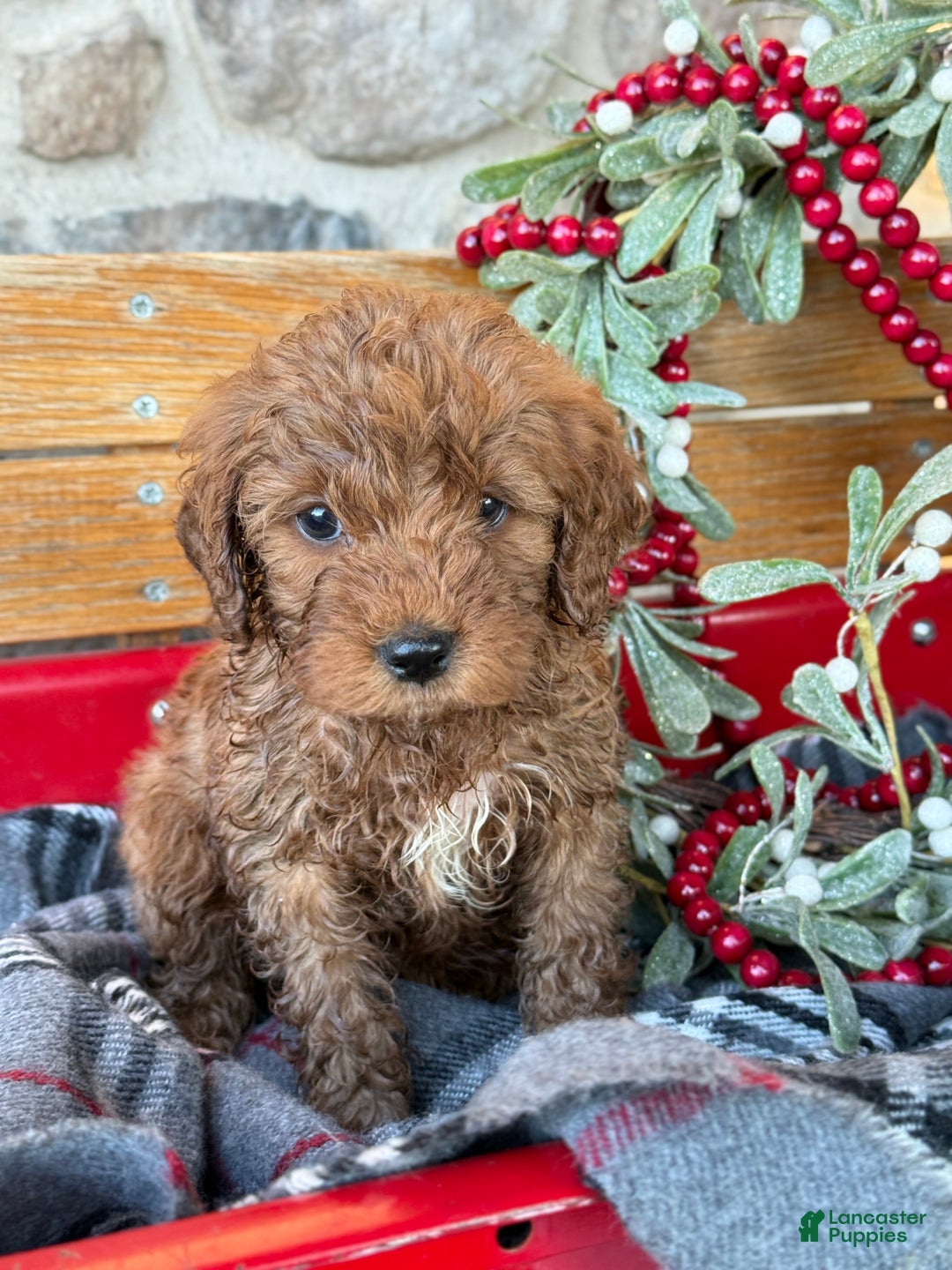 Mini Goldendoodle dogs for sale: Ilsa - Ad 4