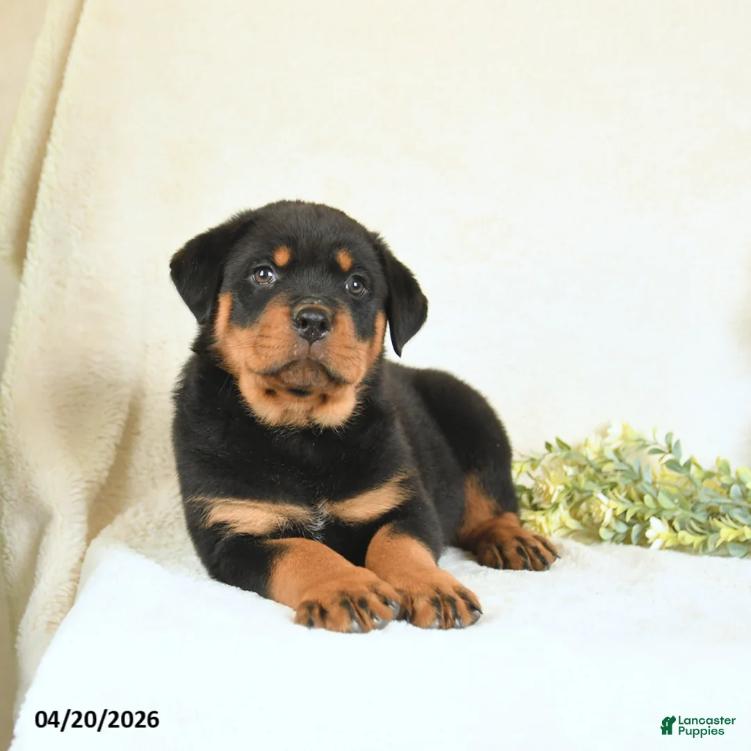 Rottweiler dogs for sale: Chester - Ad 2