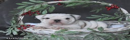 English Bulldog dogs for sale: Pearl - Ad 2