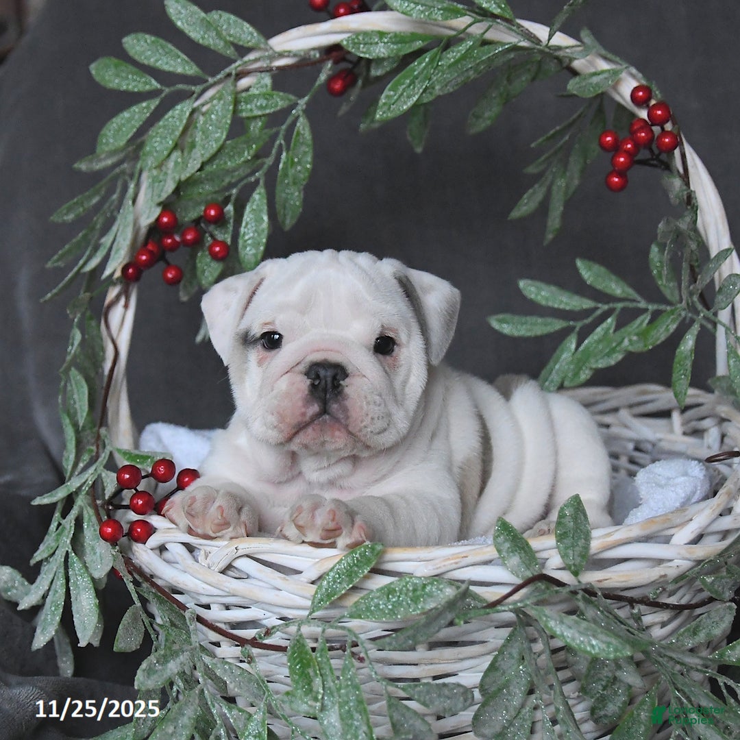English Bulldog dogs for sale: Pearl - Ad 2