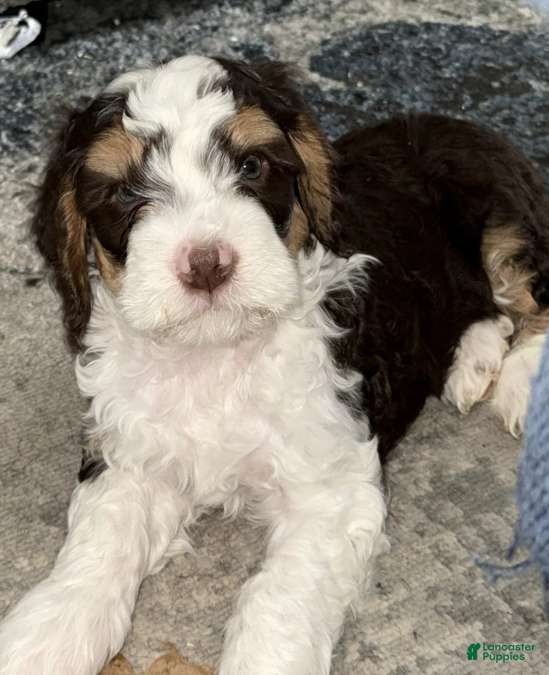 Mini Bernedoodle dogs for sale: Charlie - Ad 3