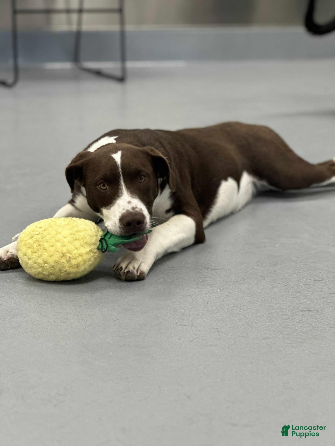 Gallery Image {{count}}