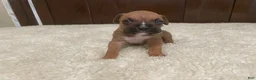 Boxer dogs for sale: Colt - Ad 5