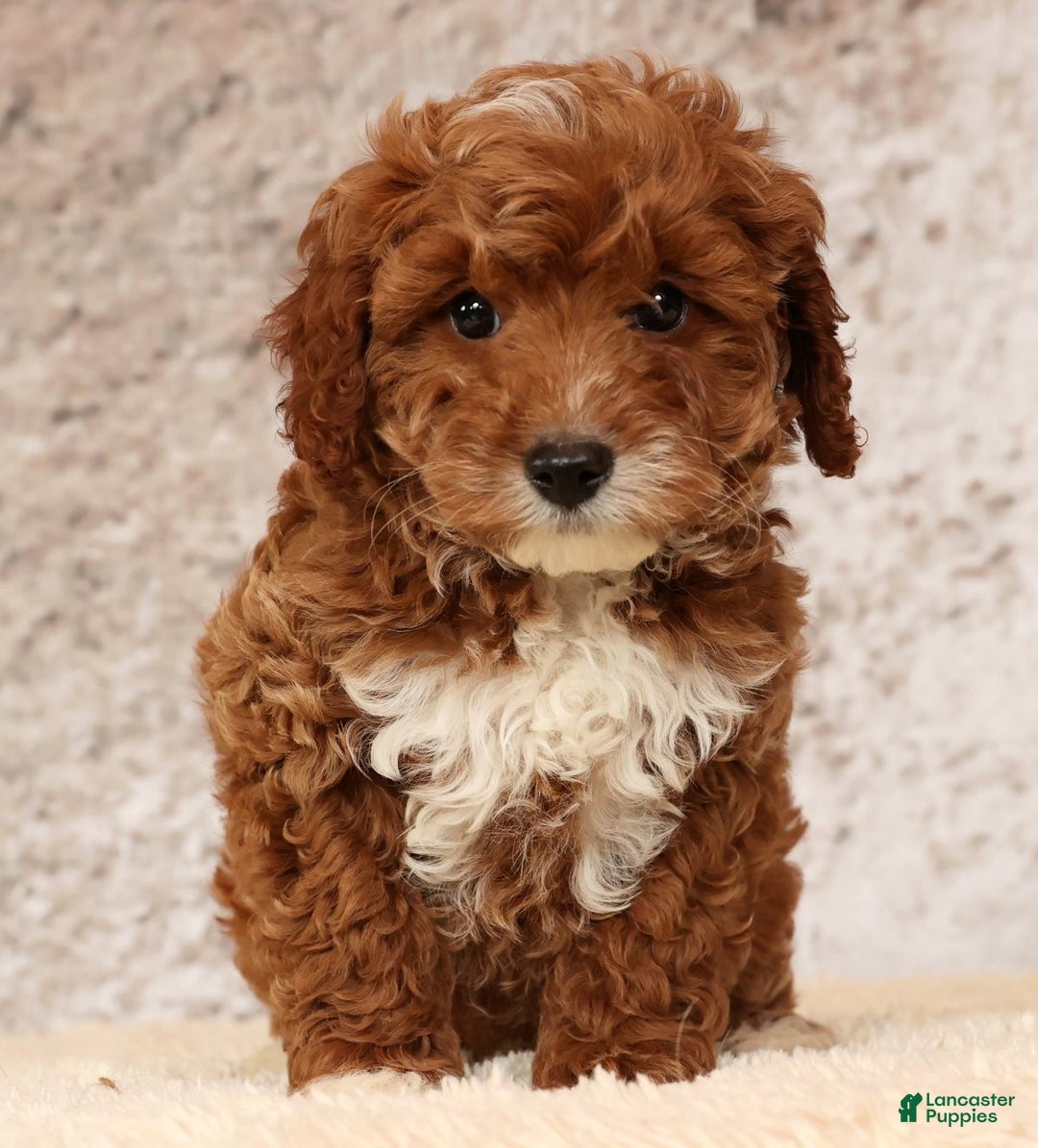 Cavapoo dogs for sale: Nolan - Ad 3