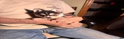 Alaskan Klee Kai dogs for sale: Alaskan Klee Kai Puppy 2 - Ad 10