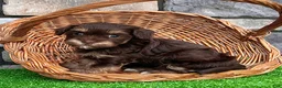 Havapoo dogs for sale: Tito - Ad 5