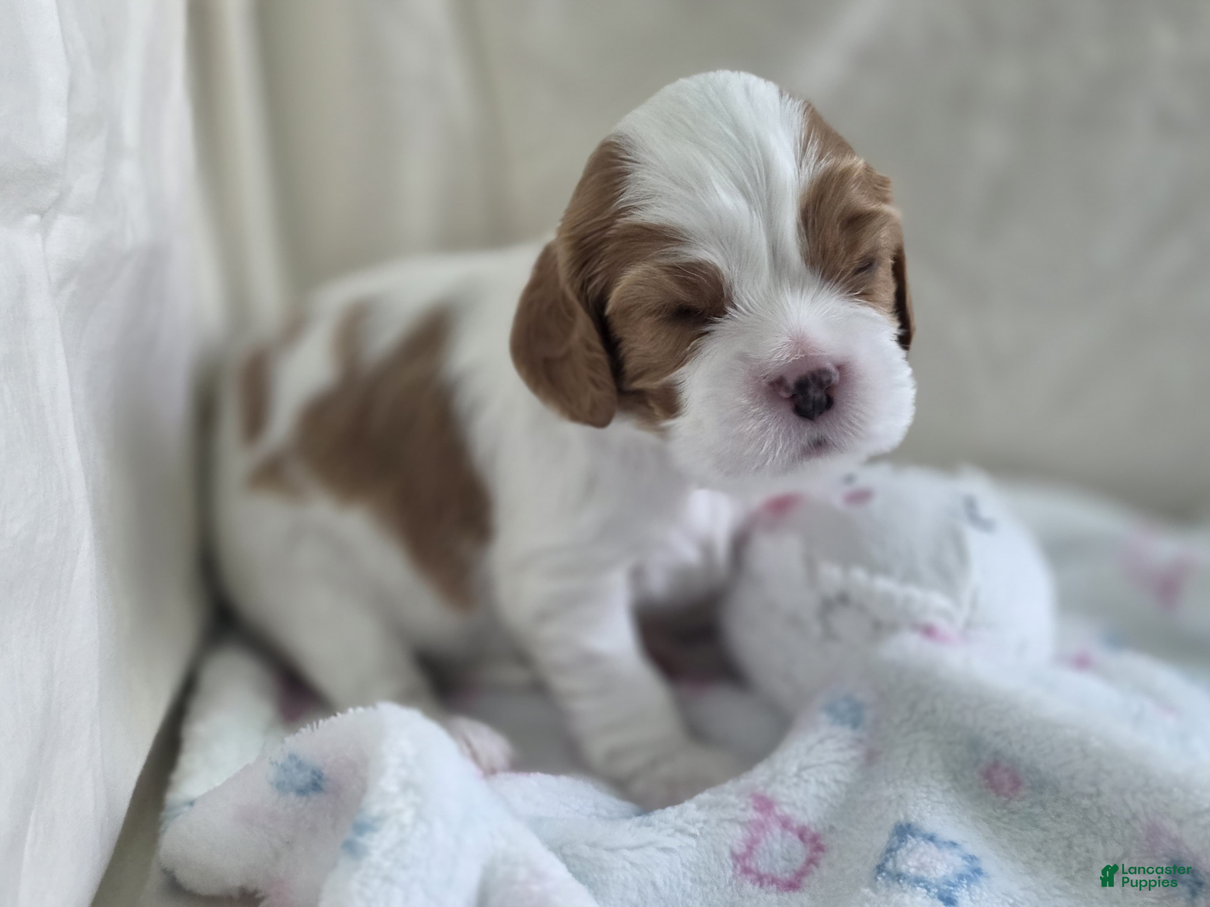 Cavalier King Charles Spaniel dogs Budapest - Ad 1