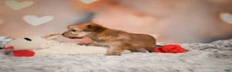 Morkie dogs for sale: Tilly - Ad 7