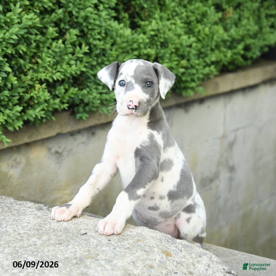 Great Dane dogs Gracie - Ad 1