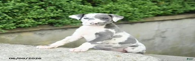 Gracie