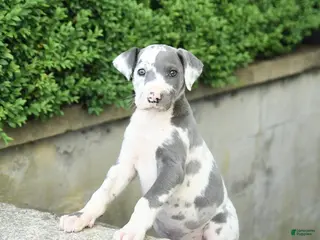 Great Dane dogs for sale: Gracie - Ad 4