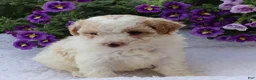 Mini Goldendoodle dogs for sale: Charita - Ad 3