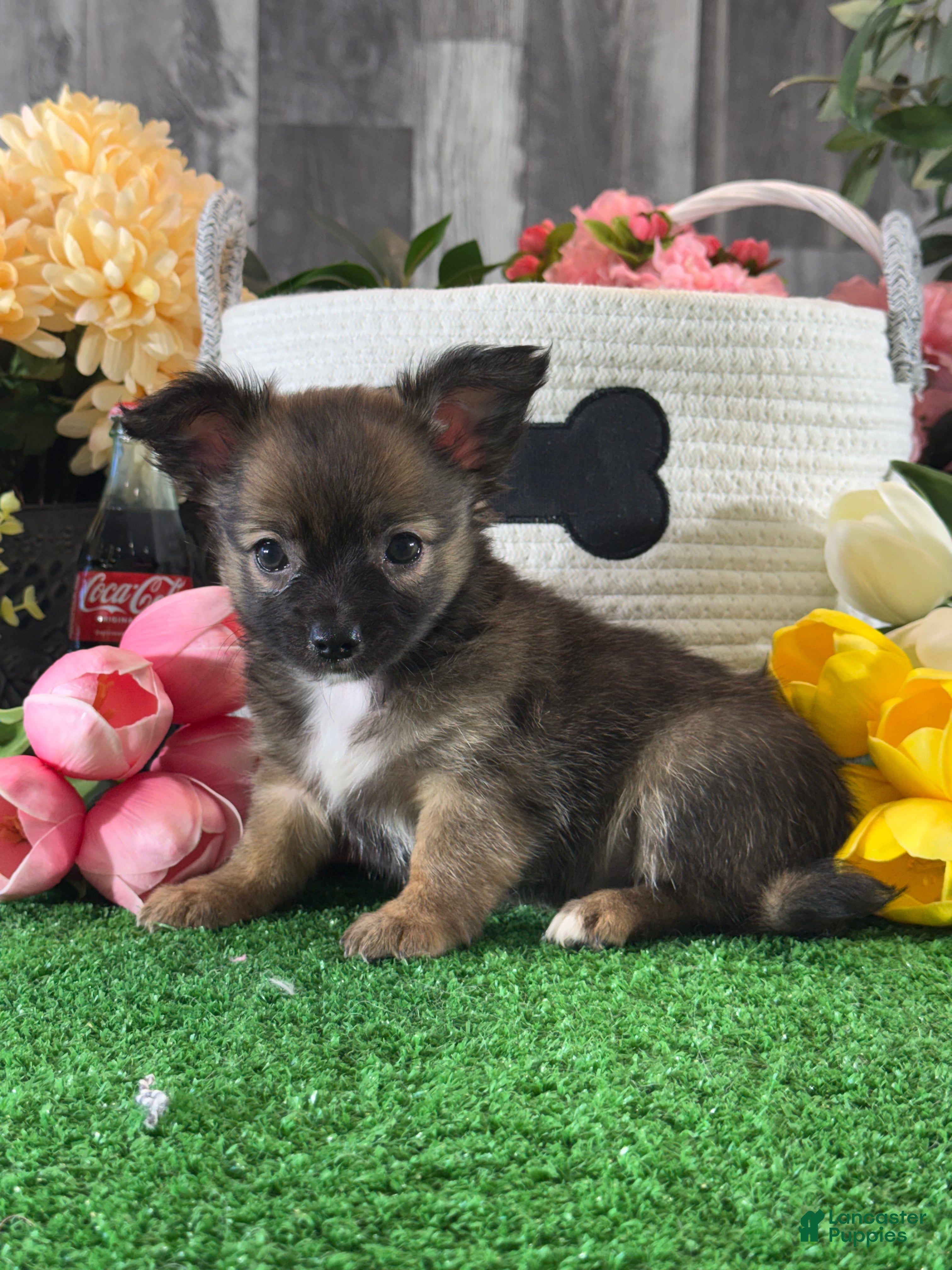 Chihuahua dogs for sale: Franklin  - Ad 2
