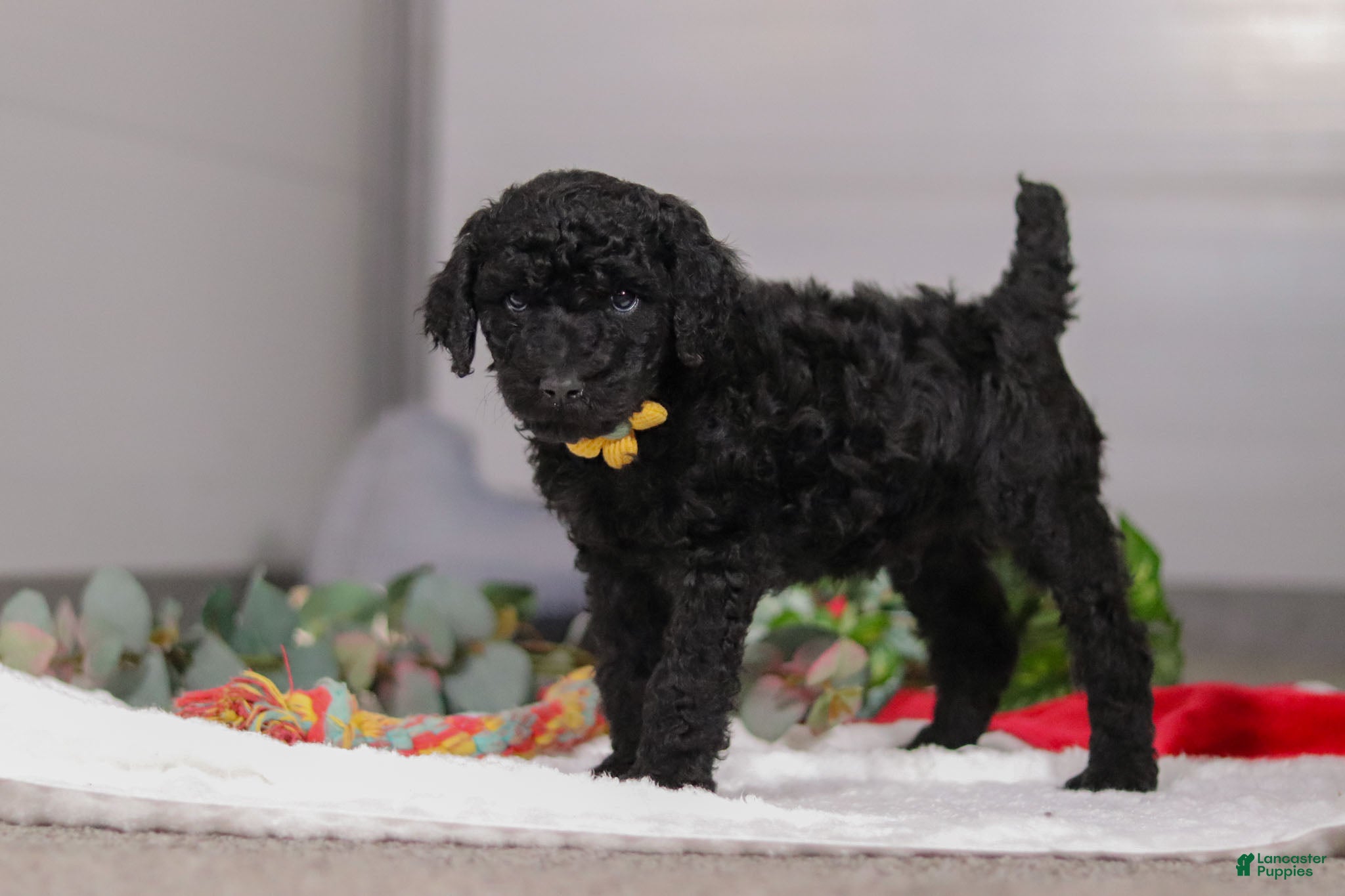 Standard Poodle dogs Braden - Ad 1