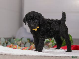 Standard Poodle dogs Braden - Ad 38