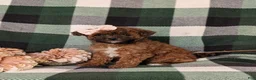 Lhasapoo dogs for sale: Chanelle Hypoallergenic - Ad 3