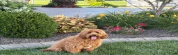 Cavapoo dogs for sale: Lyndon F1b  - Ad 10
