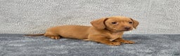 Miniature Dachshund dogs for sale: Cooper  - Ad 2