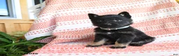 German Shepherd dogs for sale: Timothy - Ad 5