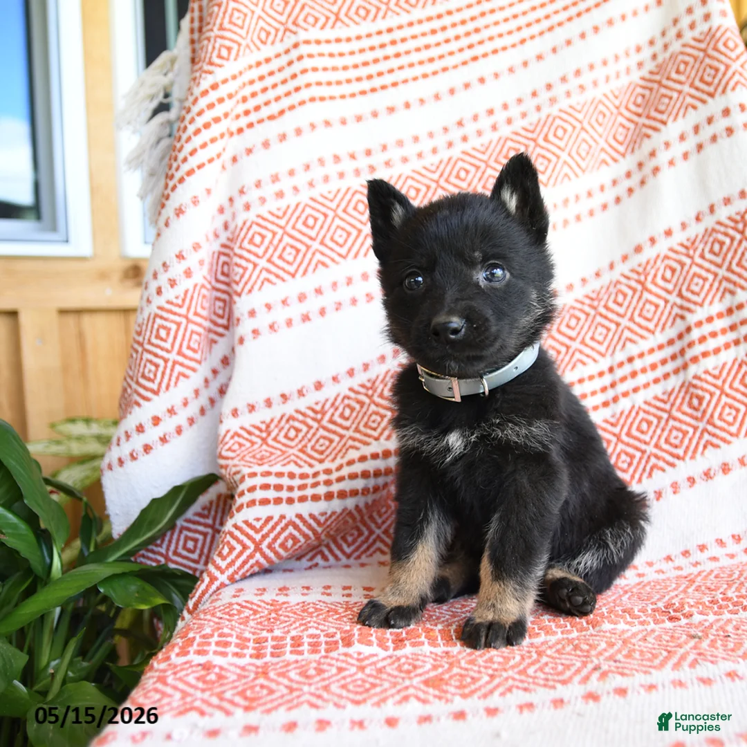 German Shepherd dogs for sale: Timothy - Ad 5